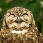 Happy owl